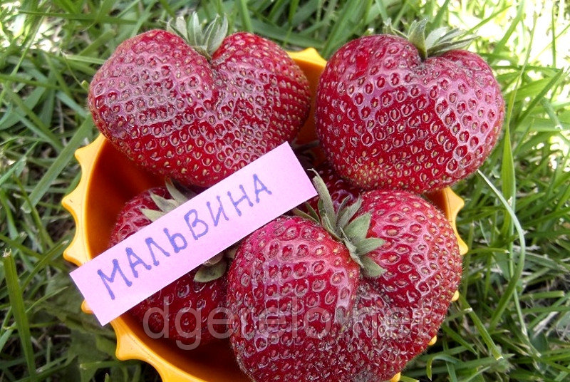 Клубника (поздние сорта), 1 саж.